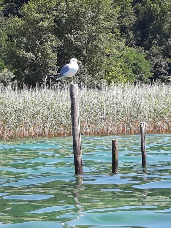 Le Lamartine, Vue Magnifique Face Au Lac Du Bourget Aix-les-Bains Ngoại thất bức ảnh